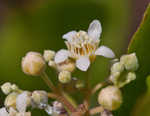 Gopher apple